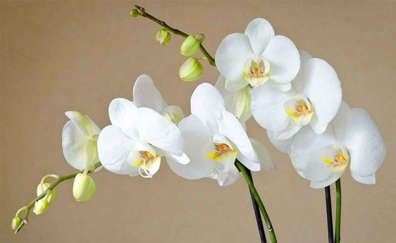 jak se starat o orchideje