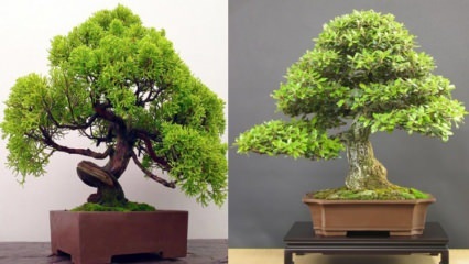 Jak pěstovat bonsaje? Jak se starat o strom bonsají Vlastnosti stromu bonsají 