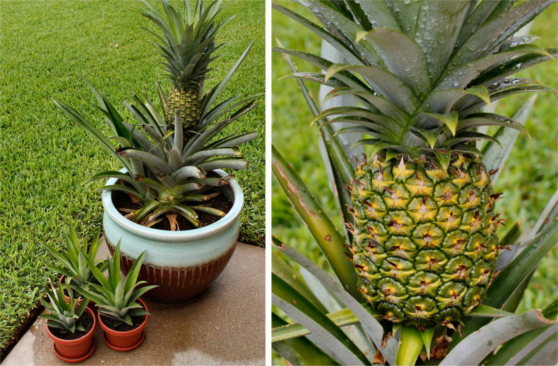 Jak pěstovat ananas doma? Jak se provádí ananasové zakořenění?