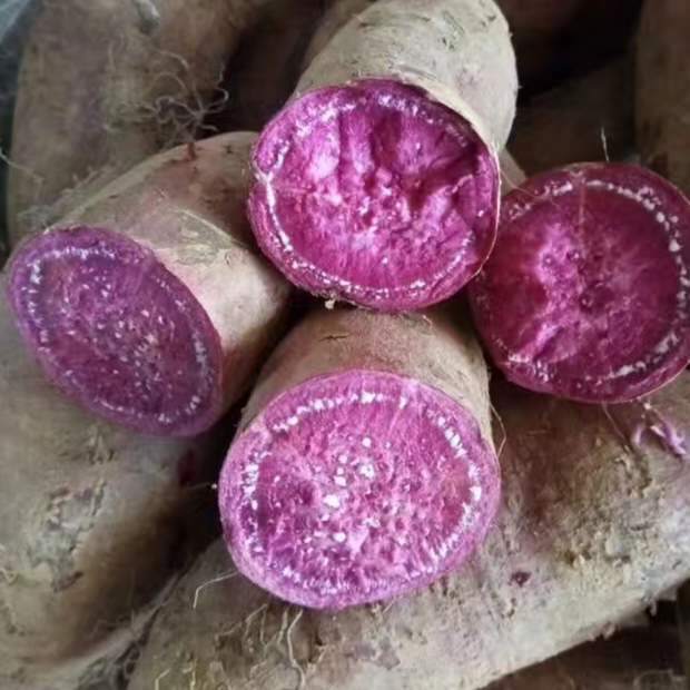 výhody sladkých brambor (pěstovaných v Číně)