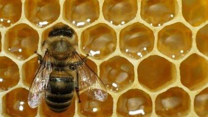 Kde se používá včelí jed? Jaké jsou výhody včelího jedu? Která onemocnění jsou pro včelí jed vhodná?