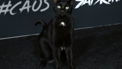 Černá kočka na hollywoodské premiéře ...