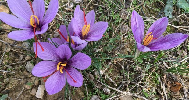 Jaké jsou výhody šafránového květu? Saffron, kde osmanské ženy dluží svou krásu