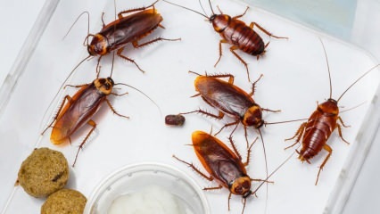 Jak se švábi stříkají v domě? Jak zničit šváby
