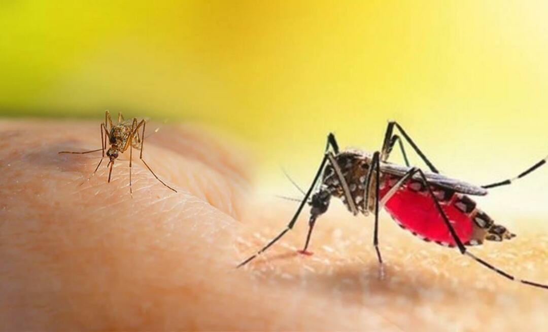Jaké jsou příznaky kousnutí komárem Aedes? Jak se vyhnout kousnutí komárem Aedes?
