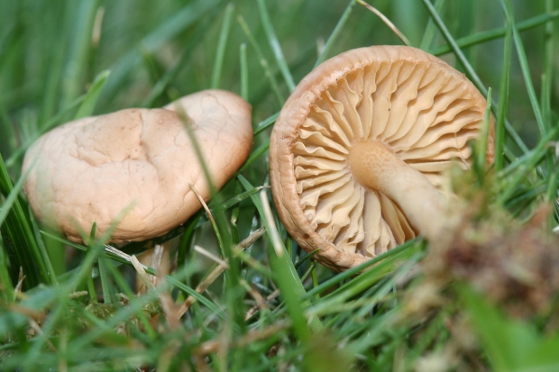 Jaké jsou výhody hub? Na které nemoci jsou houby dobré?