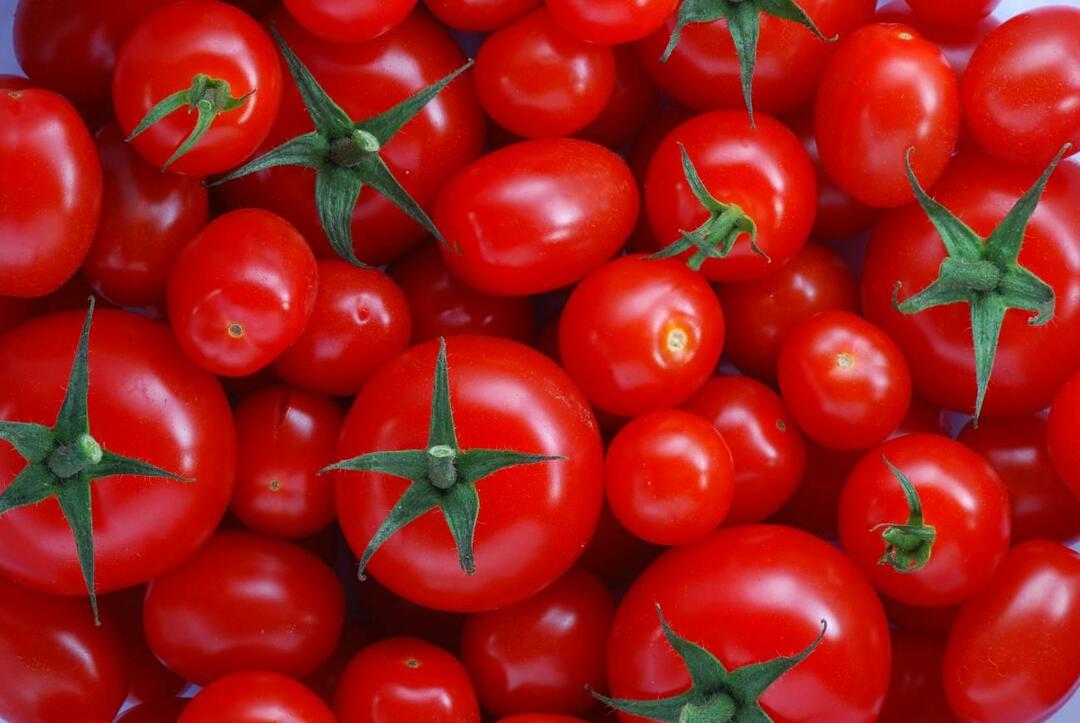Jak si vybrat rajčata menemenlik