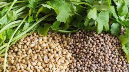 Jaké jsou výhody semen koriandru? Koriandrový olej na boláky v ústech! Použití koriandru ...