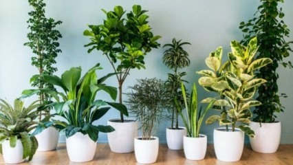 8 rostlin, které se snadno udržují