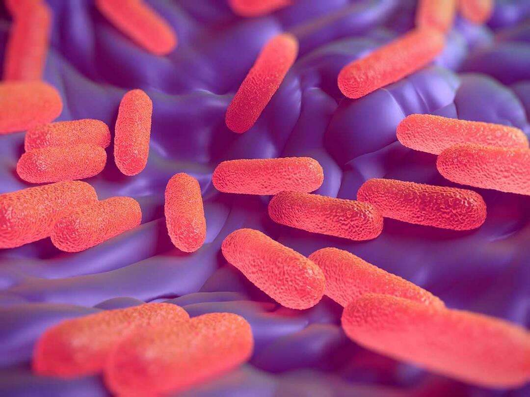 Co je bakterie Salmonella? Jaké jsou příznaky salmonely?