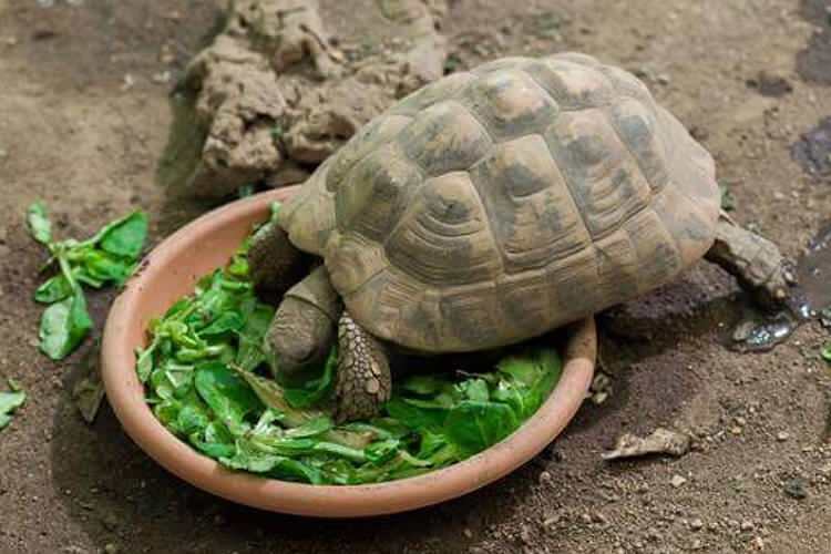 Co želva žere a jak se živí? Jaká jídla želva miluje?