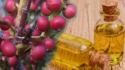 Jaké jsou výhody ovoce Çitlembik (Menengiç)? Co dělá citlemobový olej?