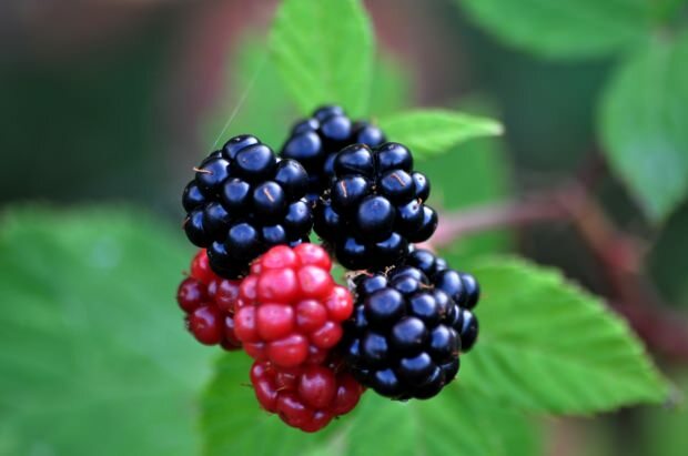 Jaké jsou výhody ostružin? Které nemoci jsou pro blackberry dobré?