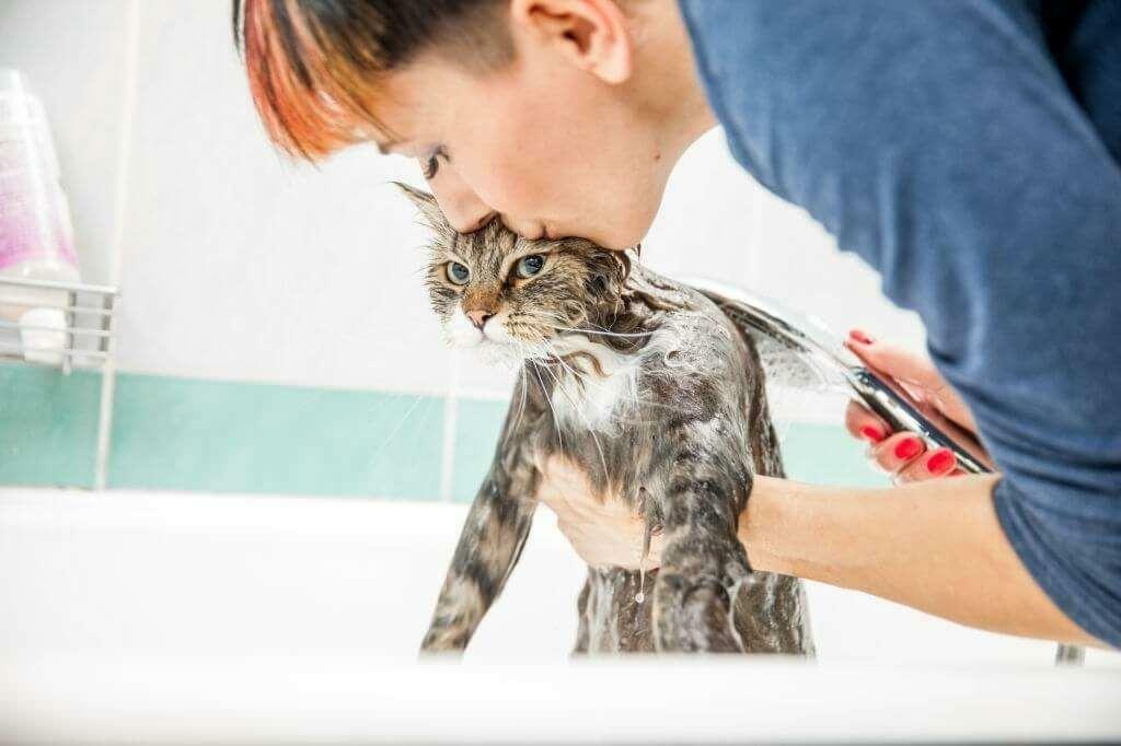 Metody mytí koček