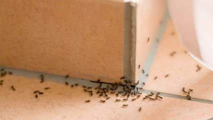 Efektivní způsob odstraňování mravenců doma! Jak lze mravence zničit bez zabití? 