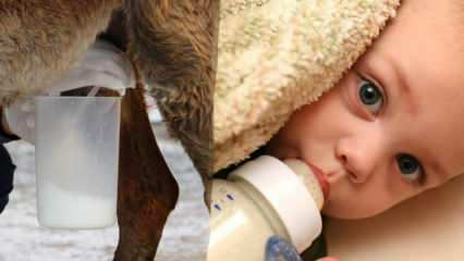 Které mléko je nejblíže mateřskému mléku? Co je dáno dítěti při nedostatku mateřského mléka?