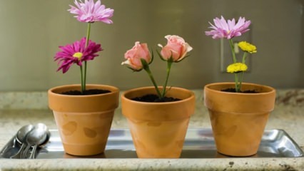 Květiny, o které se budete v jarní sezóně starat doma