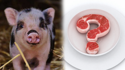 Je vepřové maso zakázáno, proč je vepřové maso zakázané? Pozor na vepřové značky!