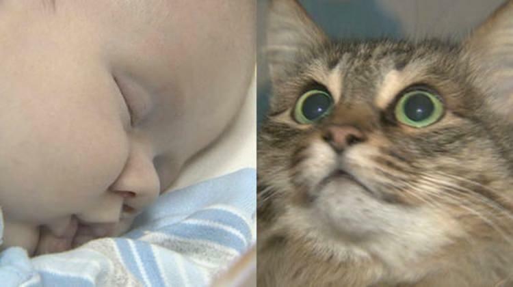 Toulavá kočka zachránila život dítěte!