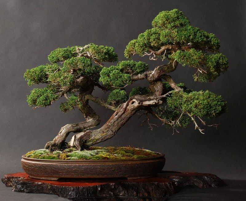 Jak pěstovat bonsaje? Jak se starat o strom bonsají Vlastnosti stromu bonsají