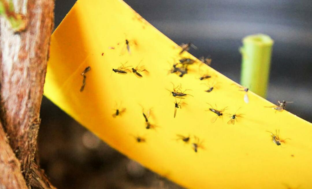 Definitivní řešení hmyzu v domácnosti! Jak zabránit tomu, aby malé mušky létaly doma?