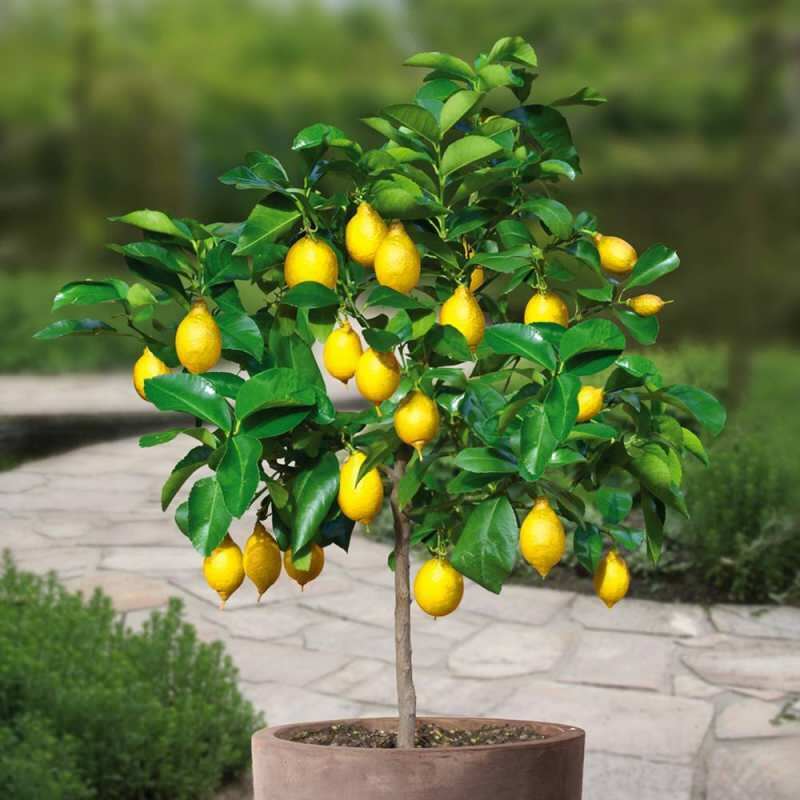 Jak pěstovat citrony v květináčích doma? Tipy pro pěstování a udržování citronů