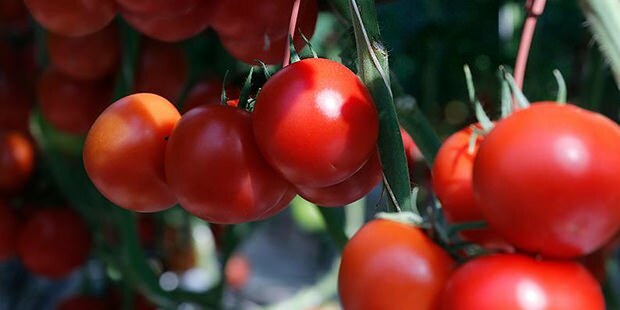 Je rajčata prospěšná pro pokožku?