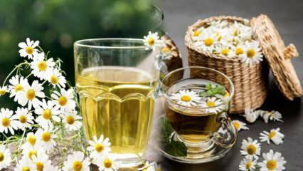 Je heřmánkový čaj hladový nebo plný? Zvyšte metabolismus heřmánkovým čajem