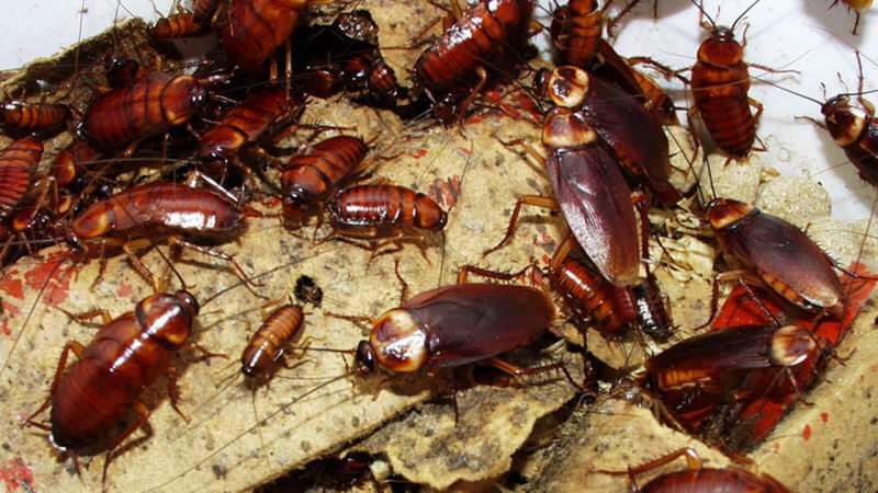 Jak zacházet se šváby doma | Jak zničit šváby?