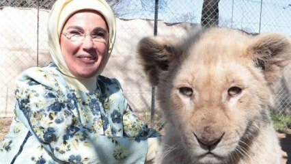 První dáma Erdoğan vyfotila s lvi