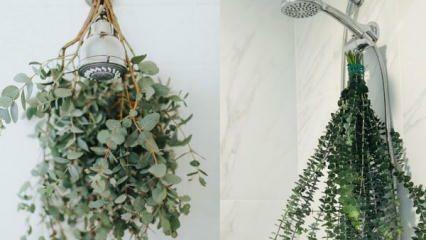 Jak zavěsit eukalyptus do sprchy? Způsoby, jak využít eukalyptus v dekoraci koupelny!