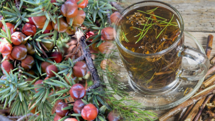 Jaké jsou výhody jalovce? Čaj ze semen jalovce! Jalovcový olej 
