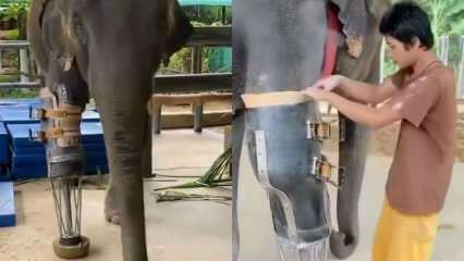 Mladá sociální média otřásla vaší protetickou nohou pro slony! 