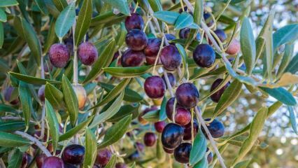 Jaké jsou výhody oliv? Jak se konzumuje olivový list? Pokud polykáte olivová semínka ...