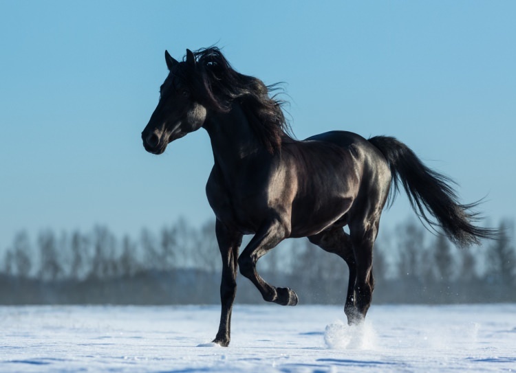 How to say kůň ve snu? Jaký je smysl vidět koně ve snu?