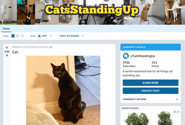 Jak prodat své podnikání na Redditu, příklad příspěvku od subreddit r / CatsStandingUp