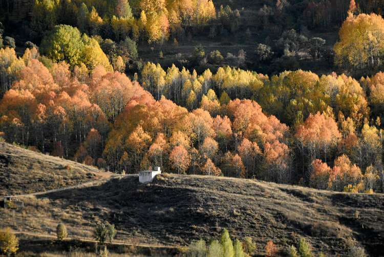 Podzimní barvy nabízejí vizuální hostinu v Gümüşhane a Bayburt