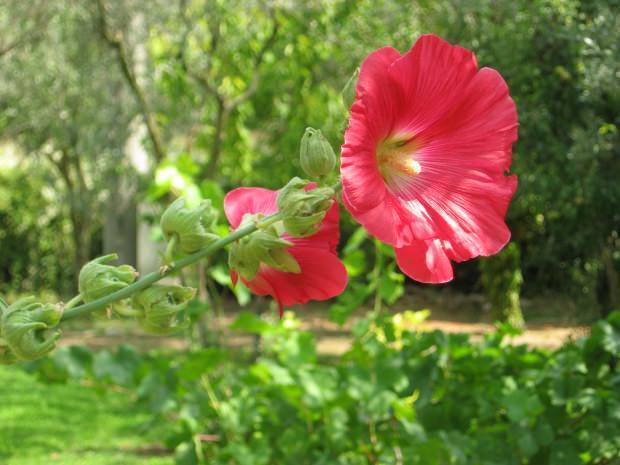 Jaké jsou výhody ibišek květ (Hibiskus)? Pro které nemoci jsou marshmallow květiny (Hibiskus) dobré?