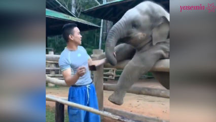 Ty okamžiky mezi slonem a jeho strážcem!