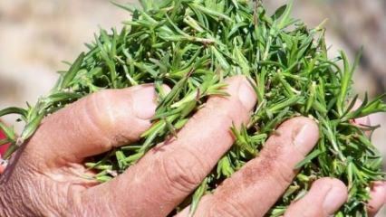 Jaké jsou výhody tymiánové byliny? Jak vyrobit tymiánový čaj? Co dělá tymiánový olej?