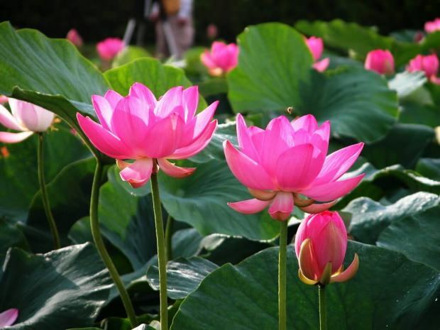 výhody lotosového květu