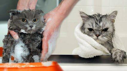 Myjí se kočky? Jak umýt kočky? Je škodlivé koupat kočky?