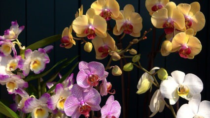 Jak se starat o orchideje? Jak zalévat orchidej doma? Metoda oživení orchidejí