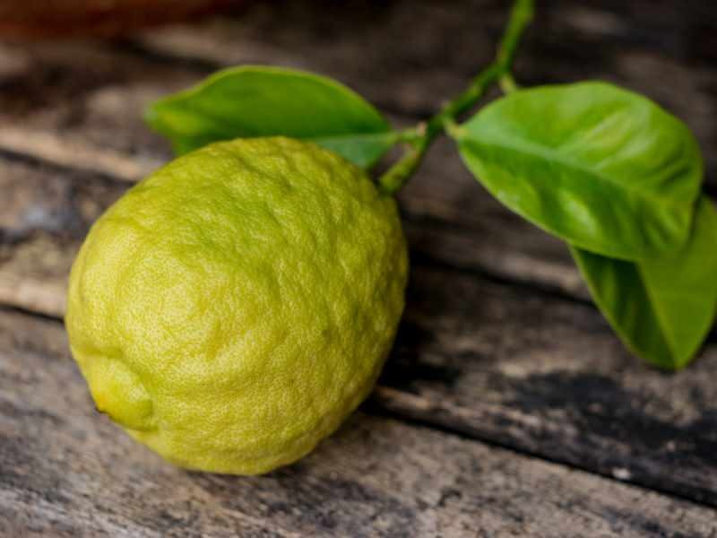 Vzhled bergamotu je podobný citronu