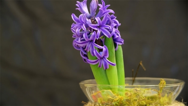 Jak reprodukovat hyacint květiny