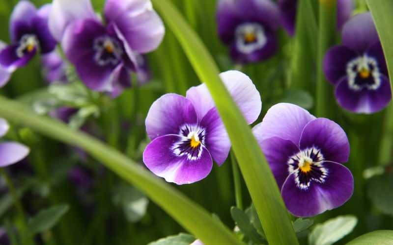 Jak se starat o fialový květ? Jak reprodukovat fialový květ?