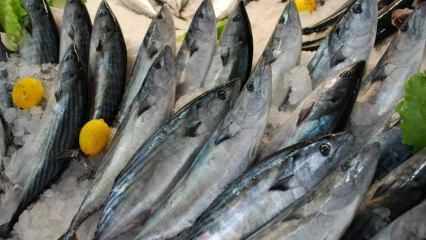 Jaké jsou výhody bonito ryb a k čemu je dobré? Jaké ryby by se měly konzumovat?