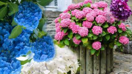 Jak se starat o květ hortenzie doma? Metody šíření květin hortenzie 