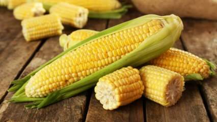 Jaké jsou poškození kukuřice?