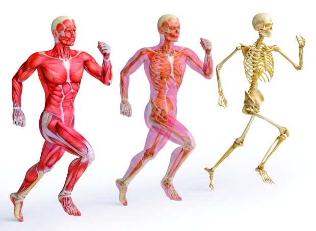 Zinek je nezbytný pro silnou strukturu svalů a kostí